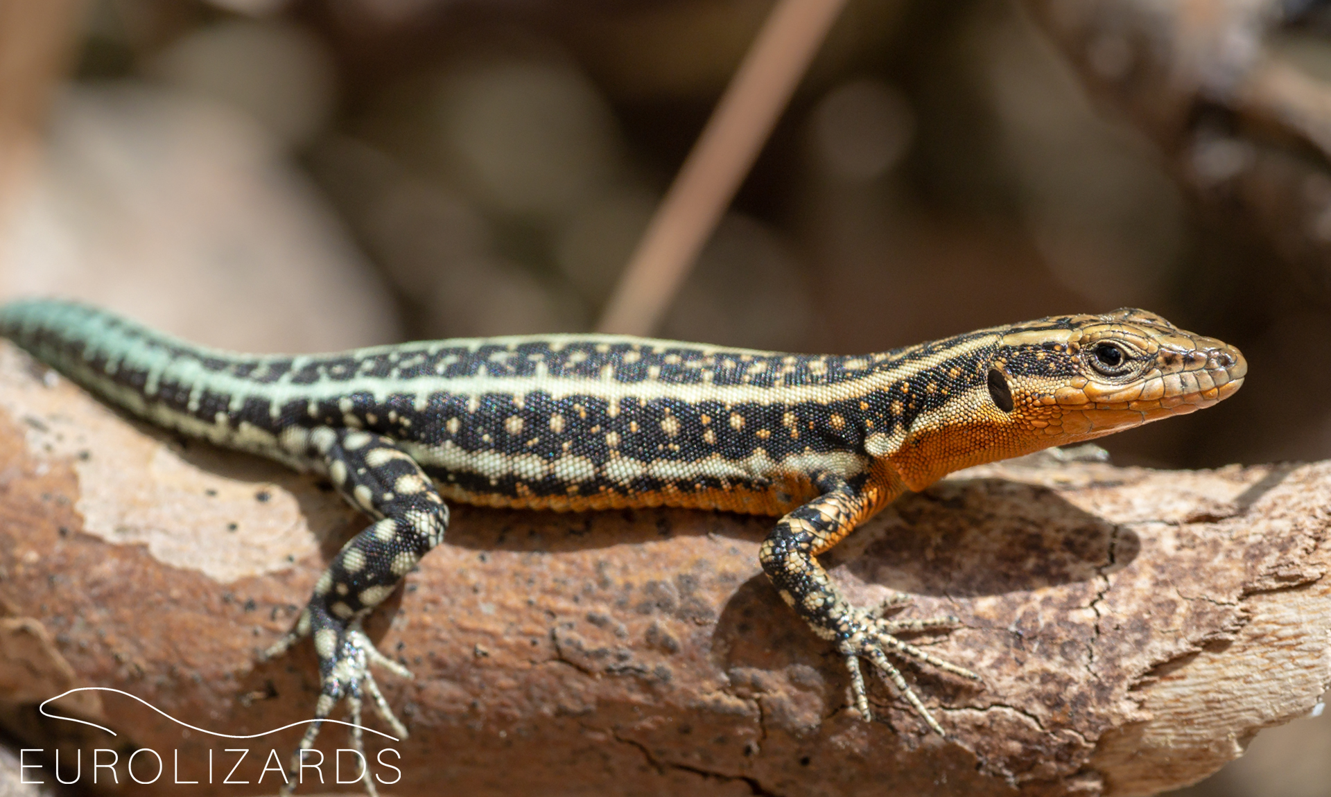 Ular uni ushlab, qopol sikishdi. Styuardessalar bilan jinsiy aloqa