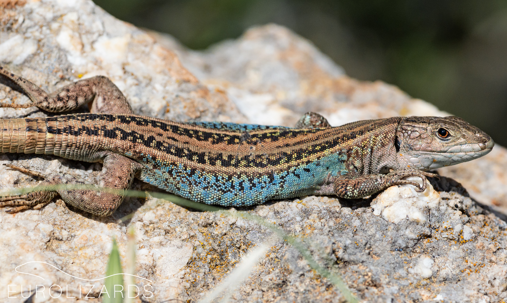 The Home of European Lizards EUROLIZARDS