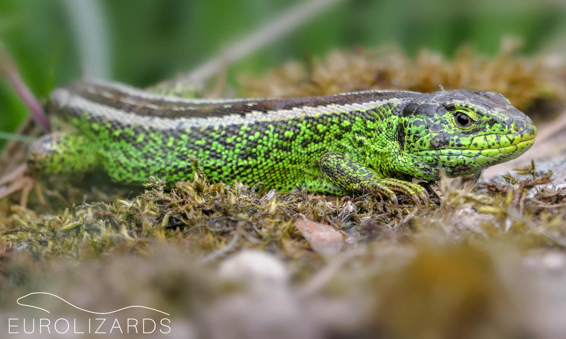 Photo documentation of all European Lacertid lizard species EUROLIZARDS