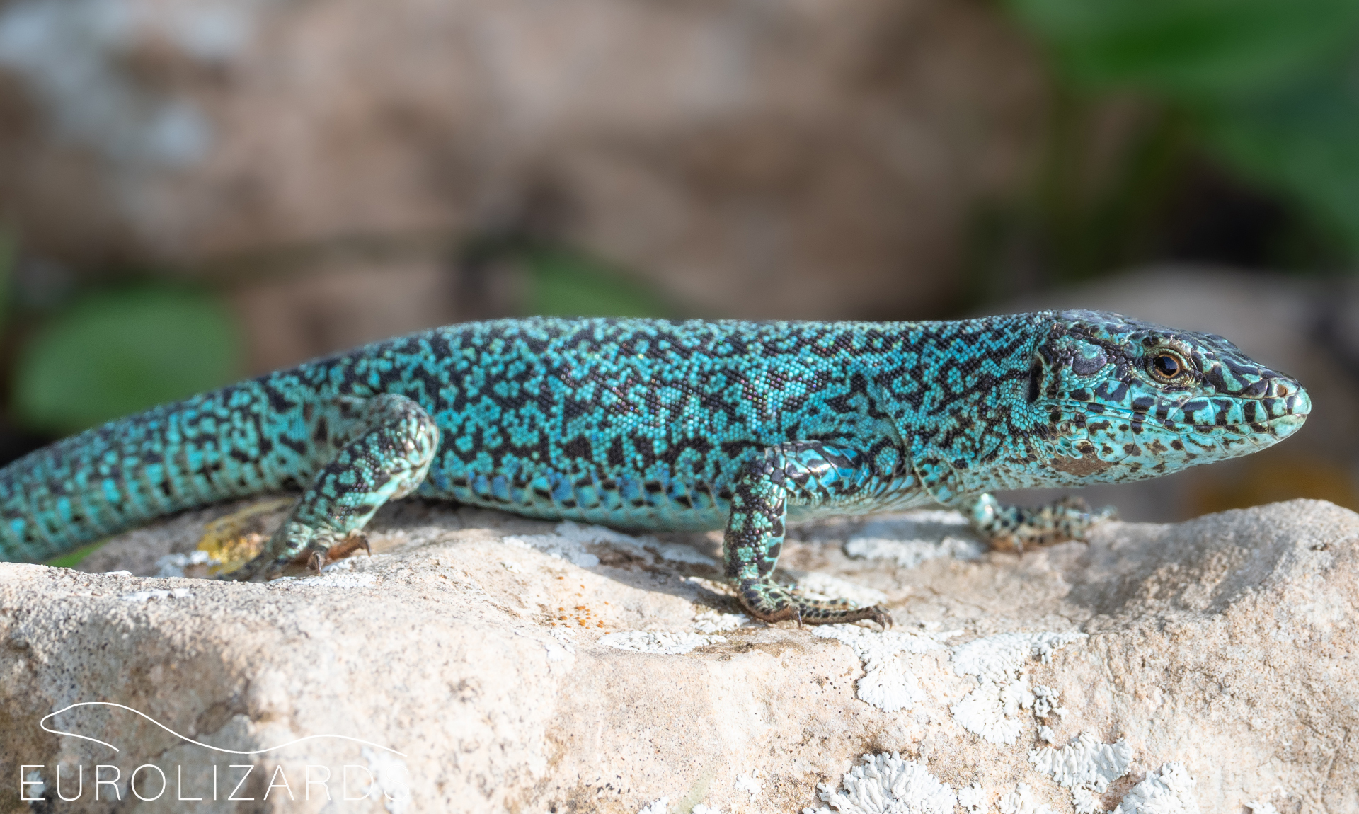 The Home of European Lizards EUROLIZARDS