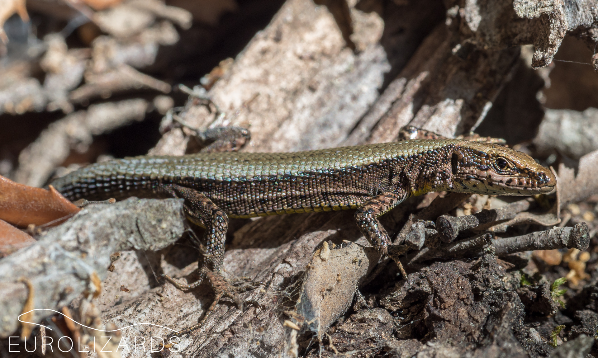 Algyroides marchi Spanish Algyroides EUROLIZARDS