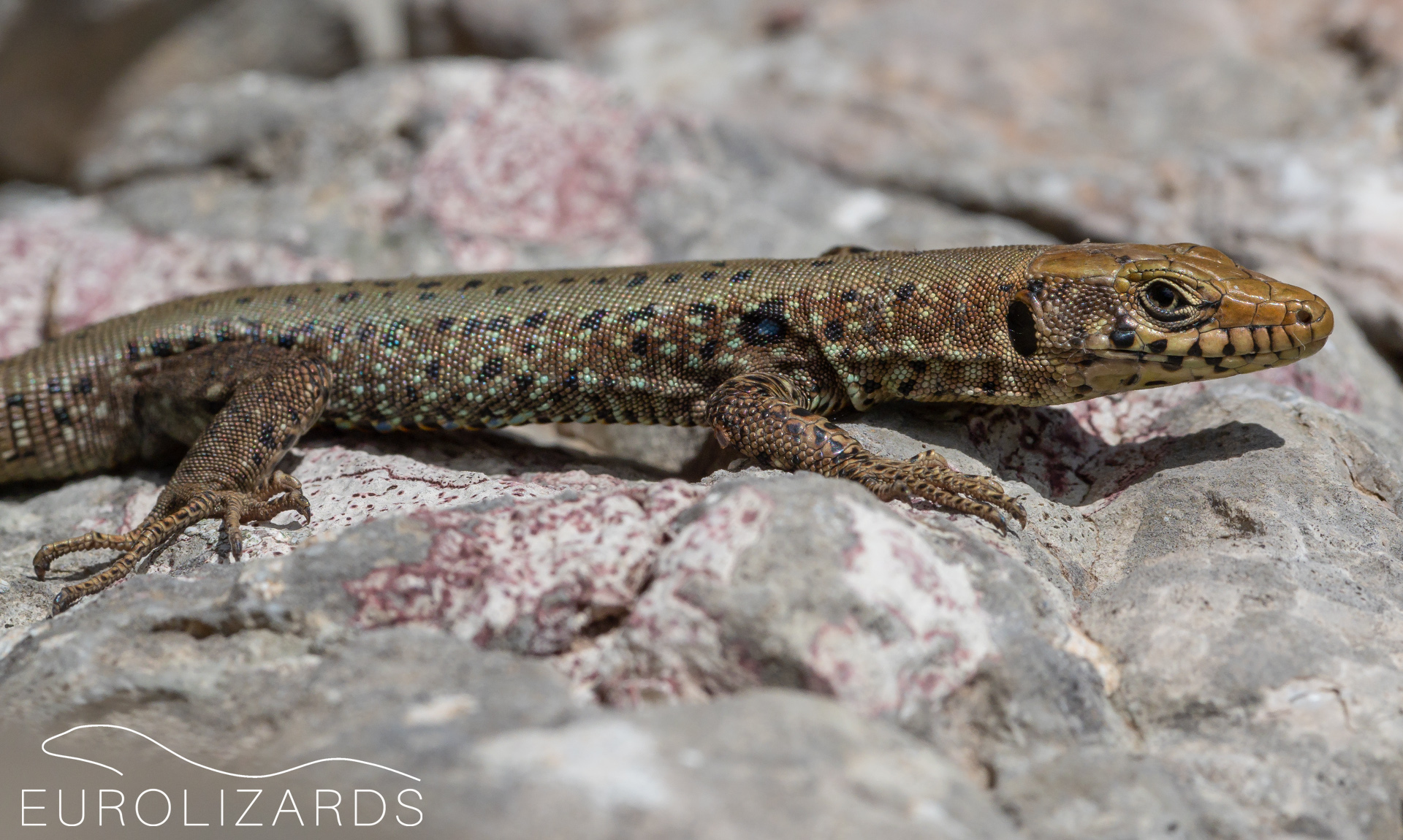 Hellenolacerta graeca Greek Rock Lizard EUROLIZARDS
