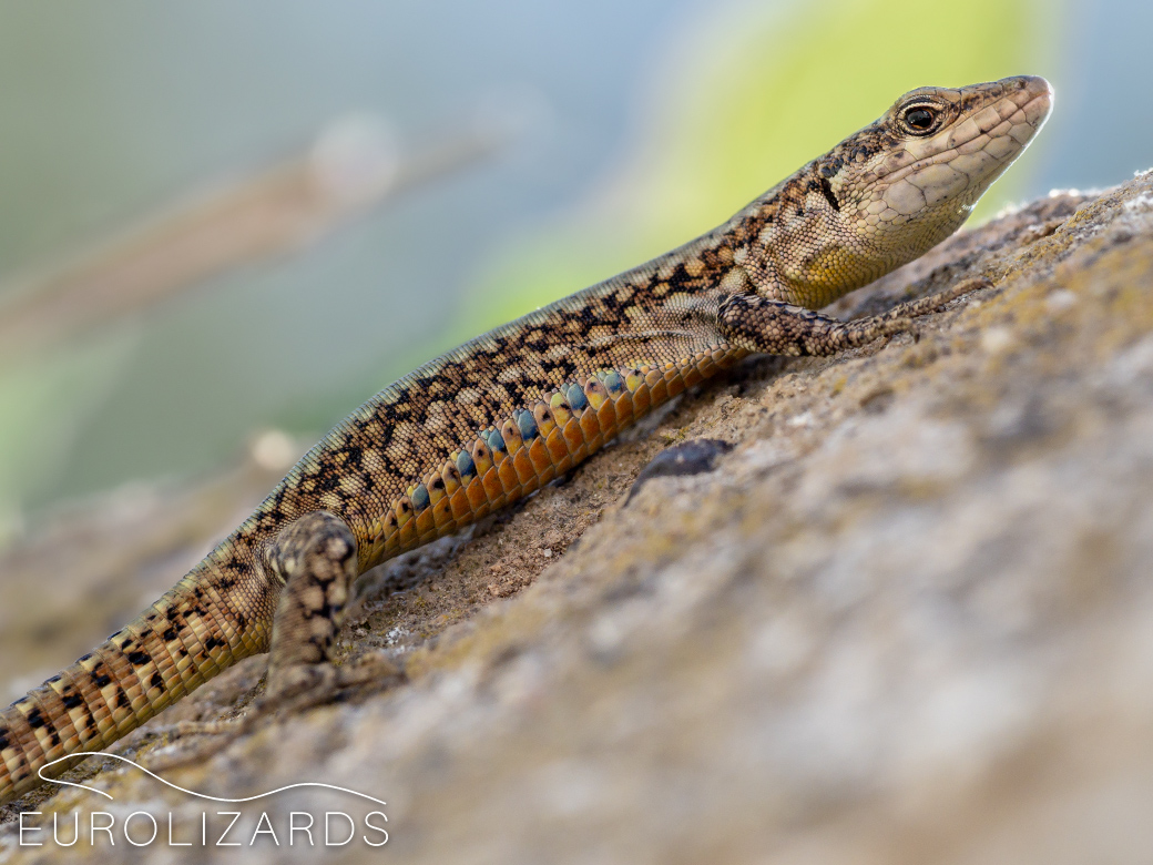 Podarcis virescens