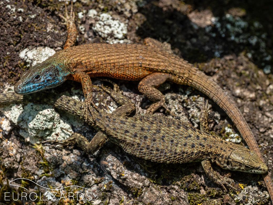 Algyroides nigropunctatus