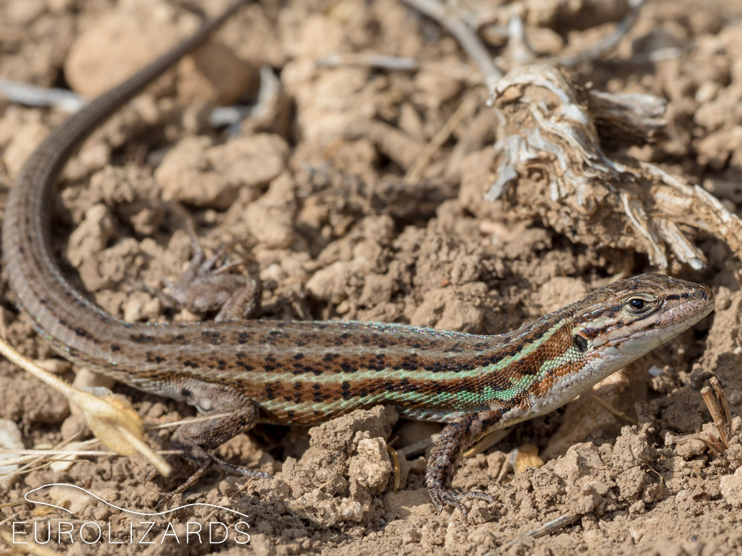 Psammodromus hispanicus