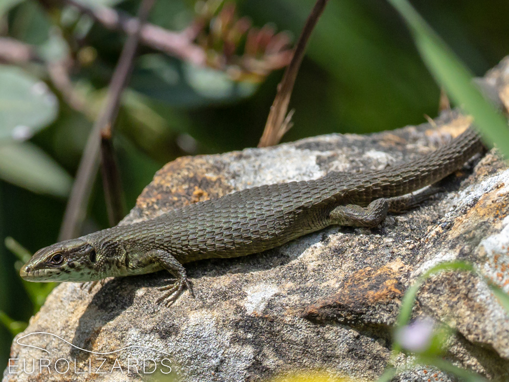 Algyroides moreoticus