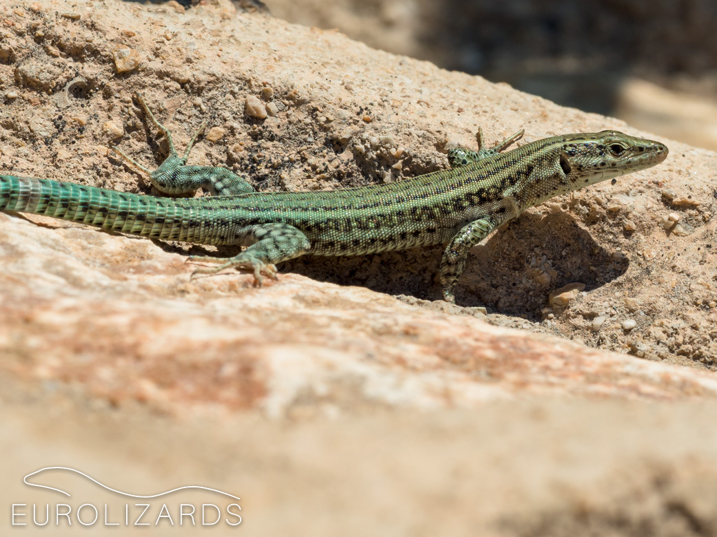 Podarcis hispanicus