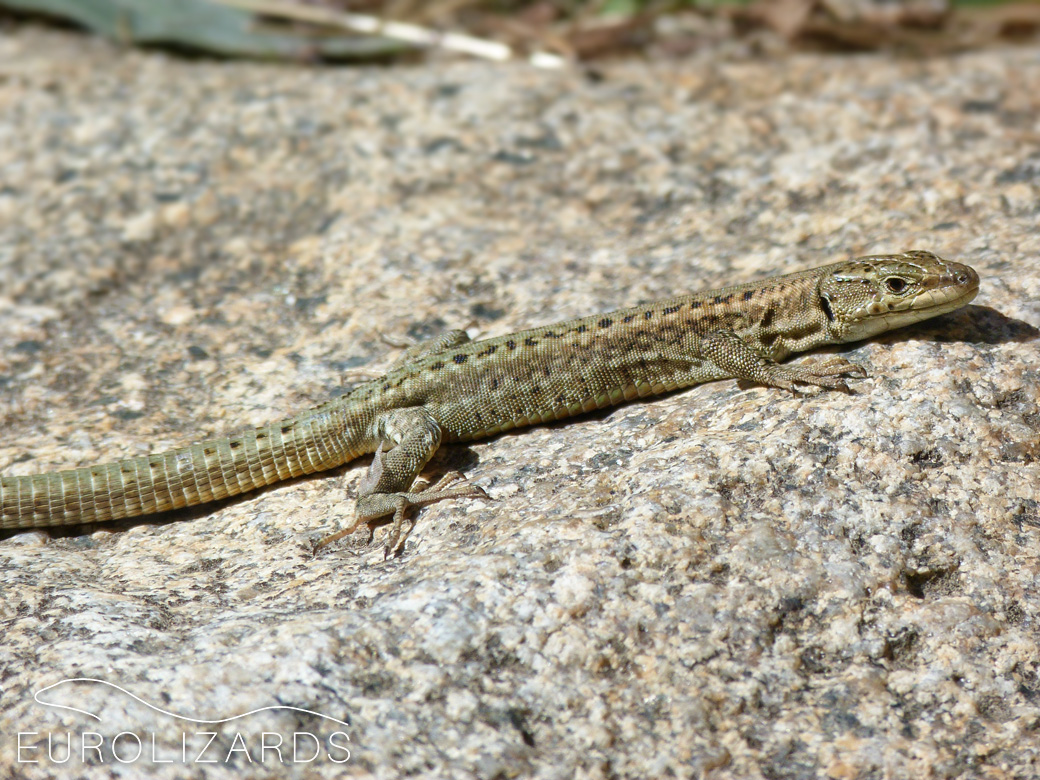 Podarcis guadarramae