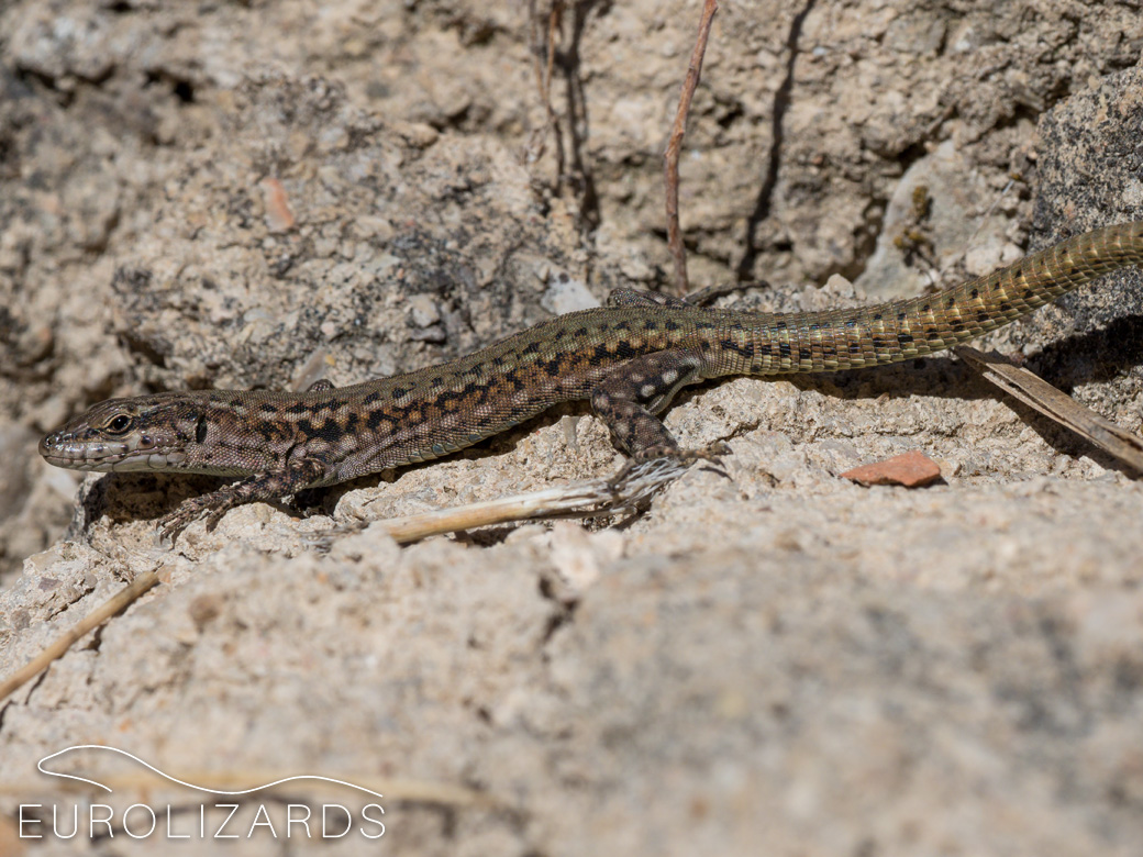 Podarcis virescens