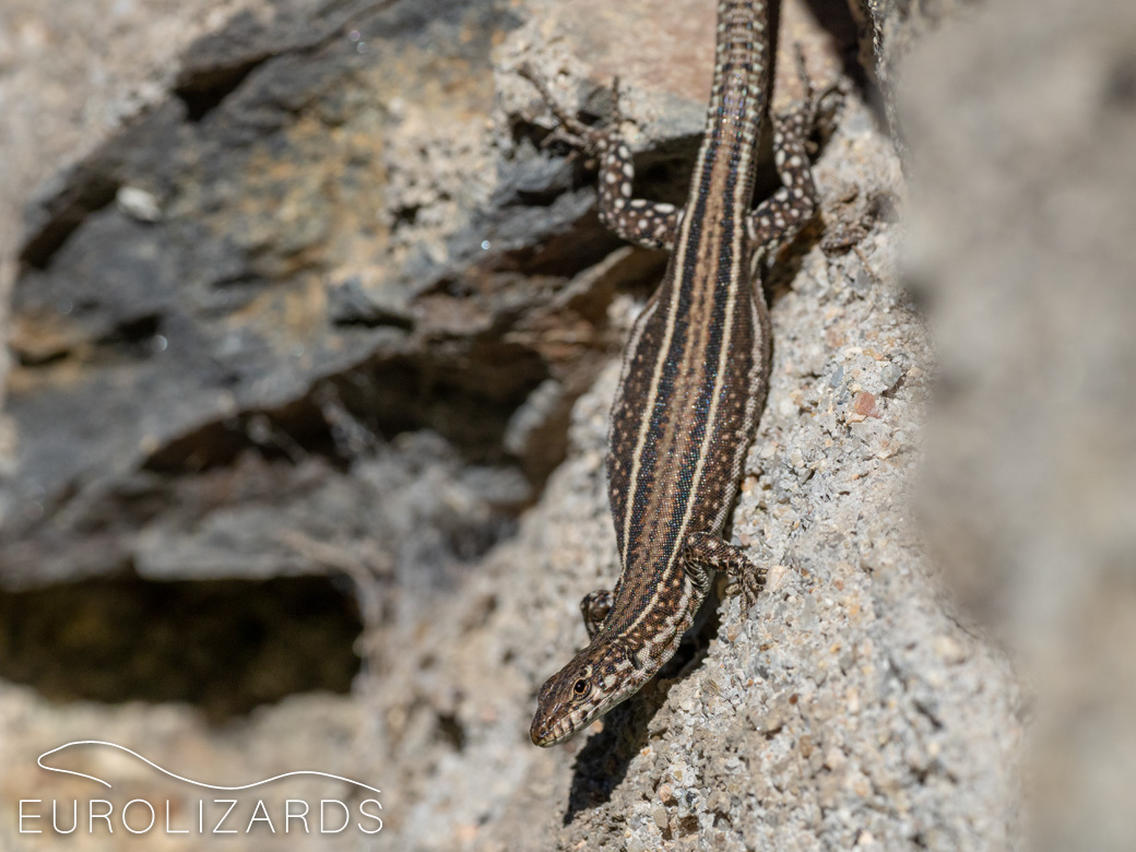 Podarcis guadarramae