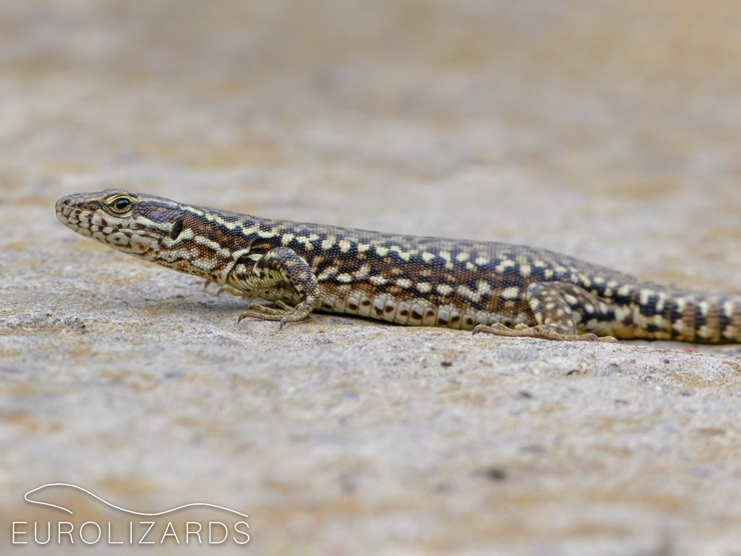 Podarcis muralis