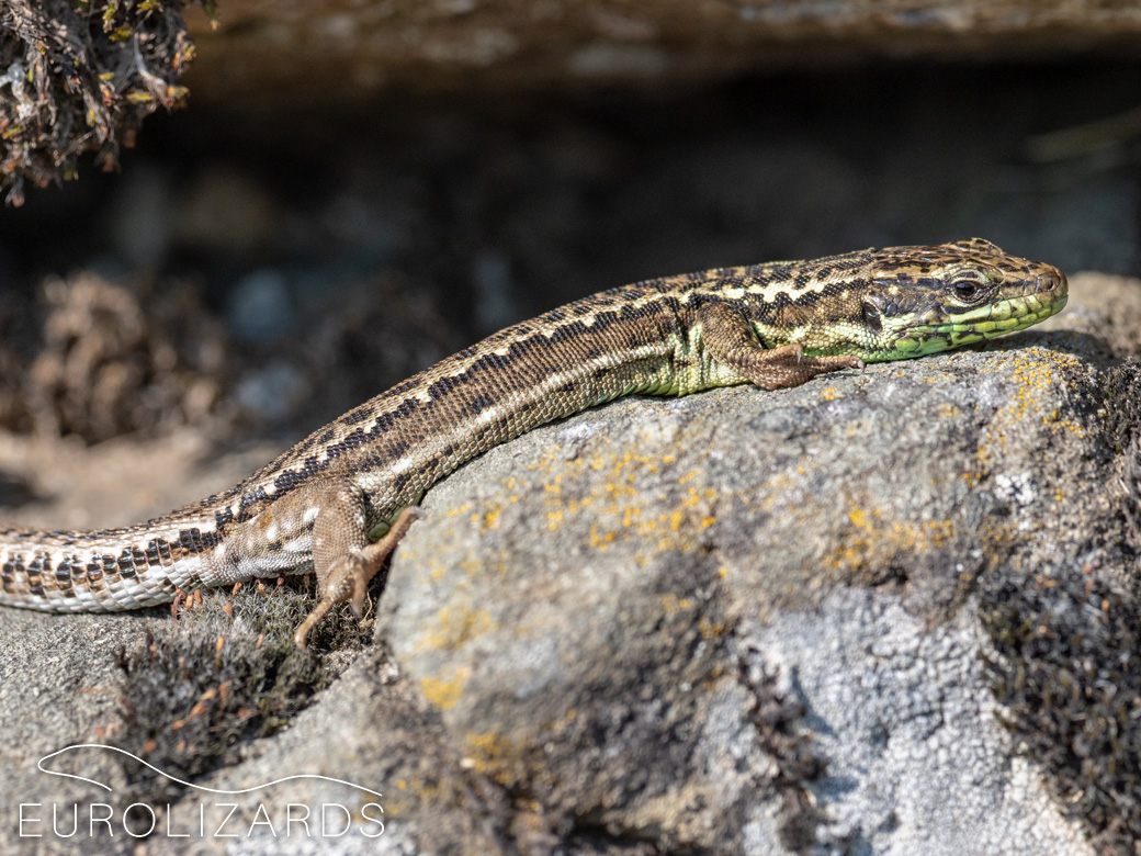 Iberolacerta galani