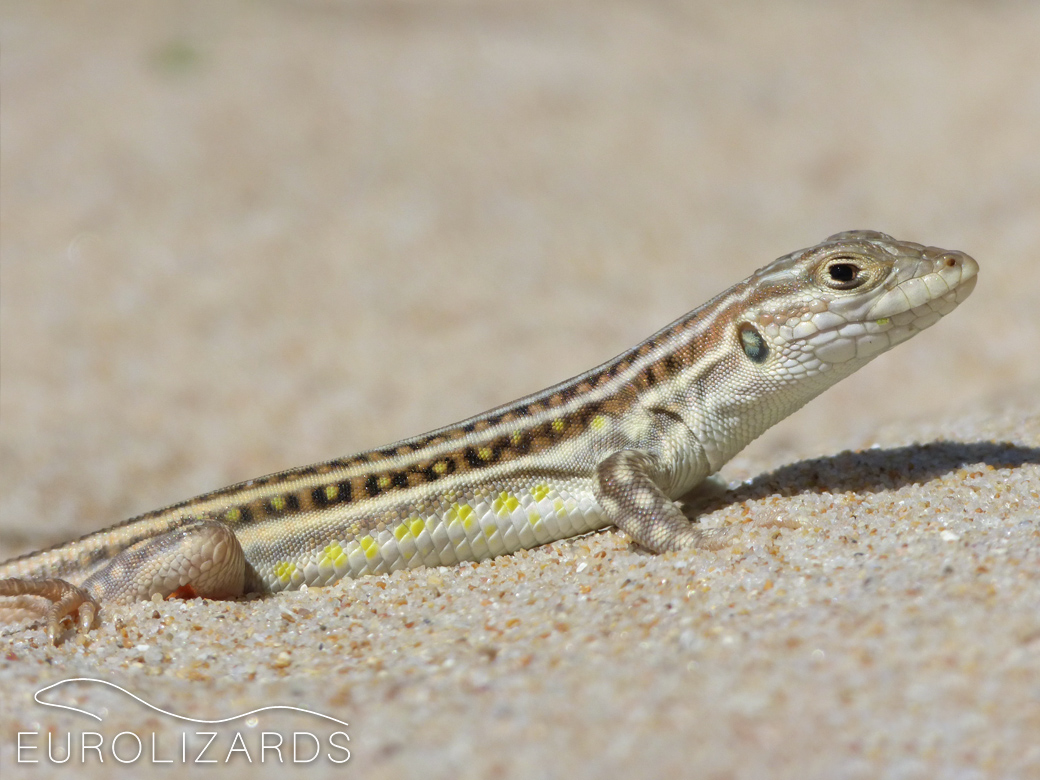 Acanthodactylus erythrurus