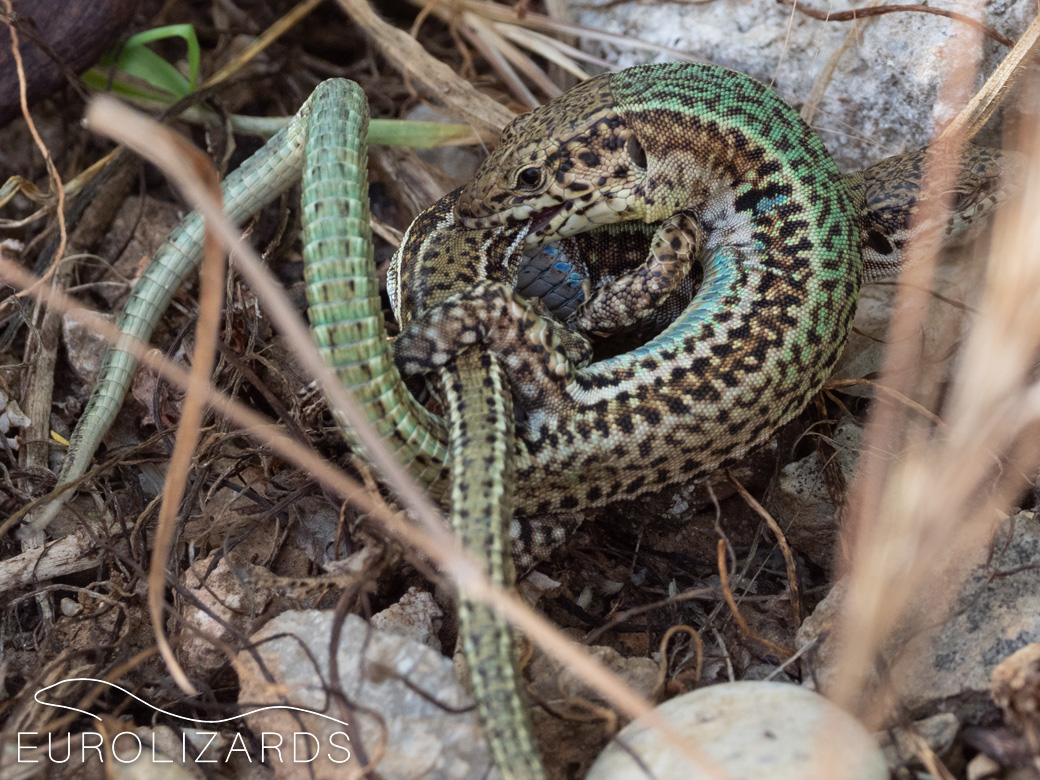 Podarcis cretensis