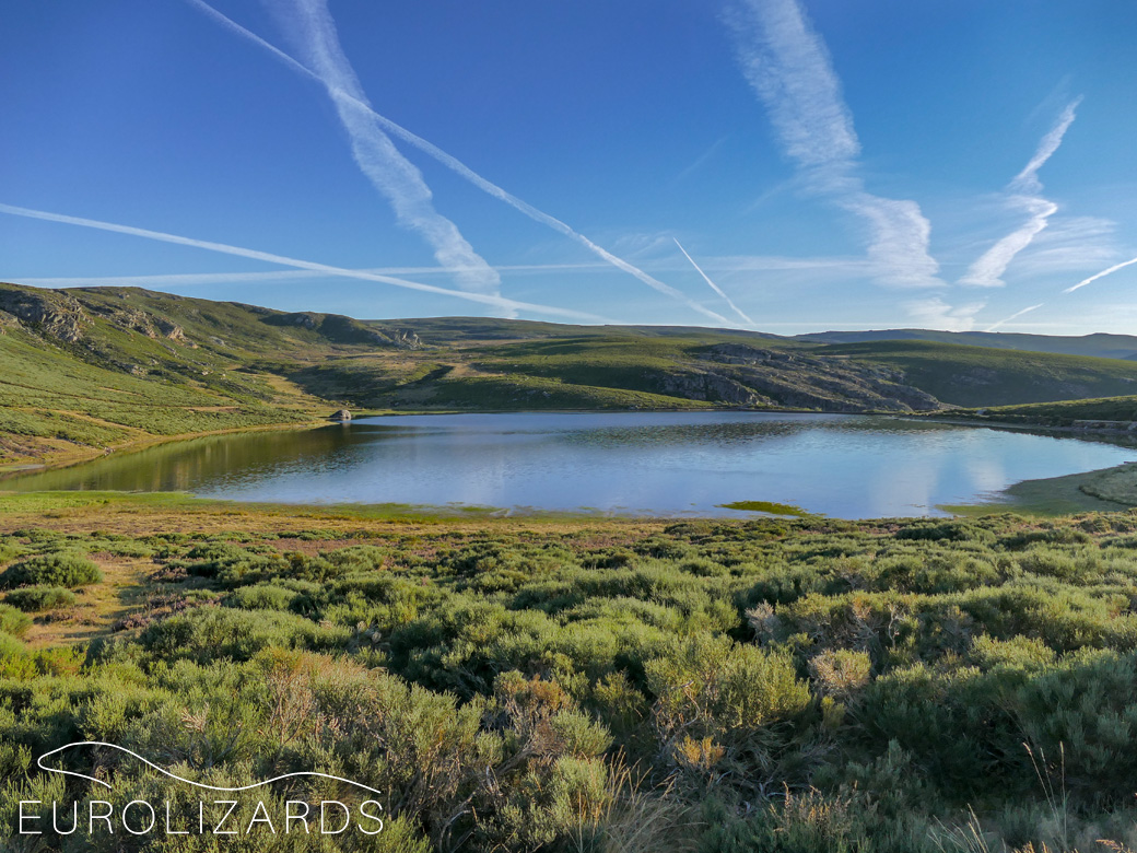 An almost Scottish highland scenery: Laguna de los Peces (Zamora) - habitat of Iberolacerta galani.