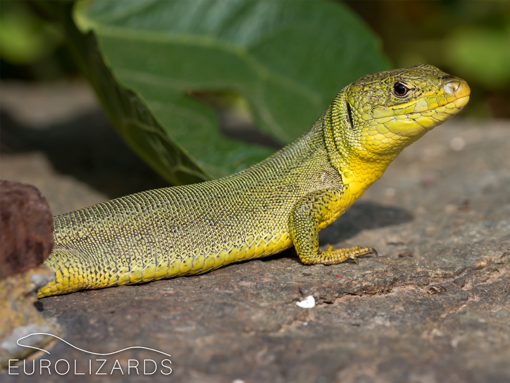 Lacerta trilineata Balkan Green Lizard EUROLIZARDS