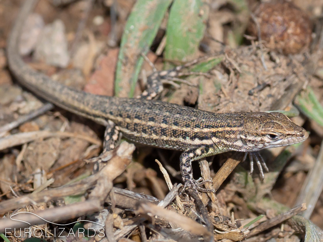 Psammodromus edwarsianus Edwards' Psammodromus EUROLIZARDS