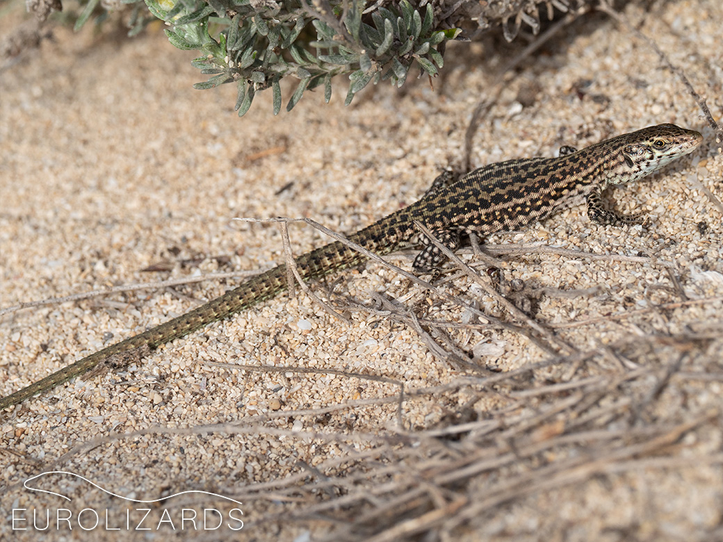 Podarcis pityusensis