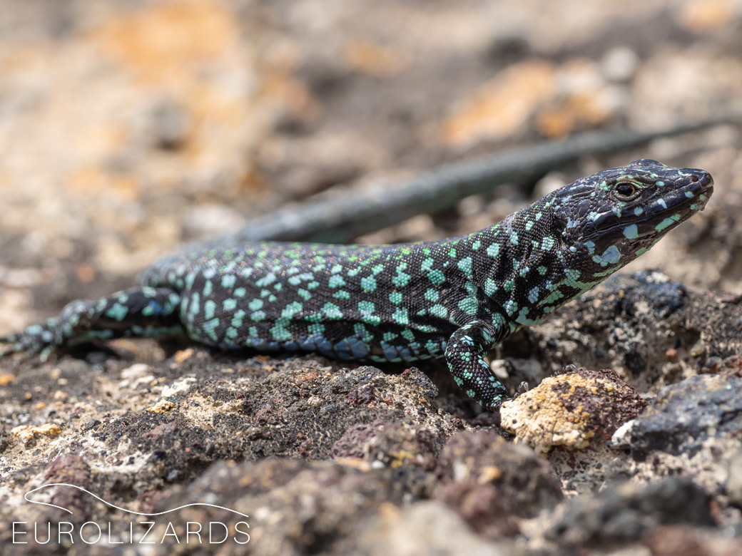 podarcis-filfolensis-maltese-wall-lizard-eurolizards