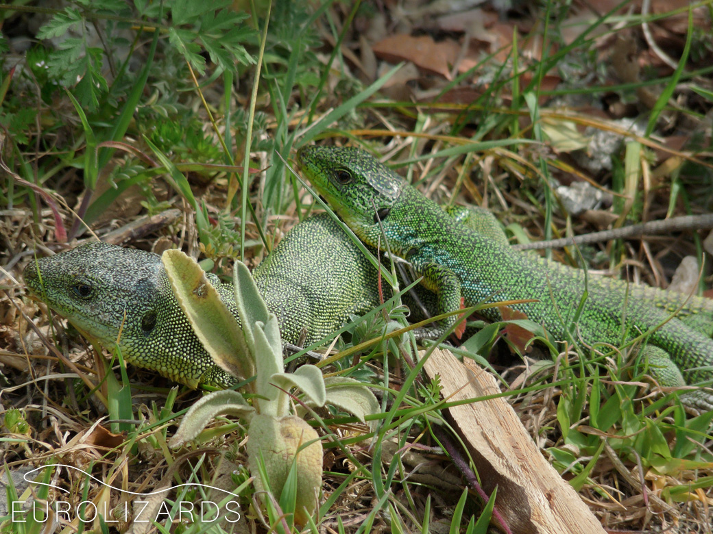 Lacerta trilineata