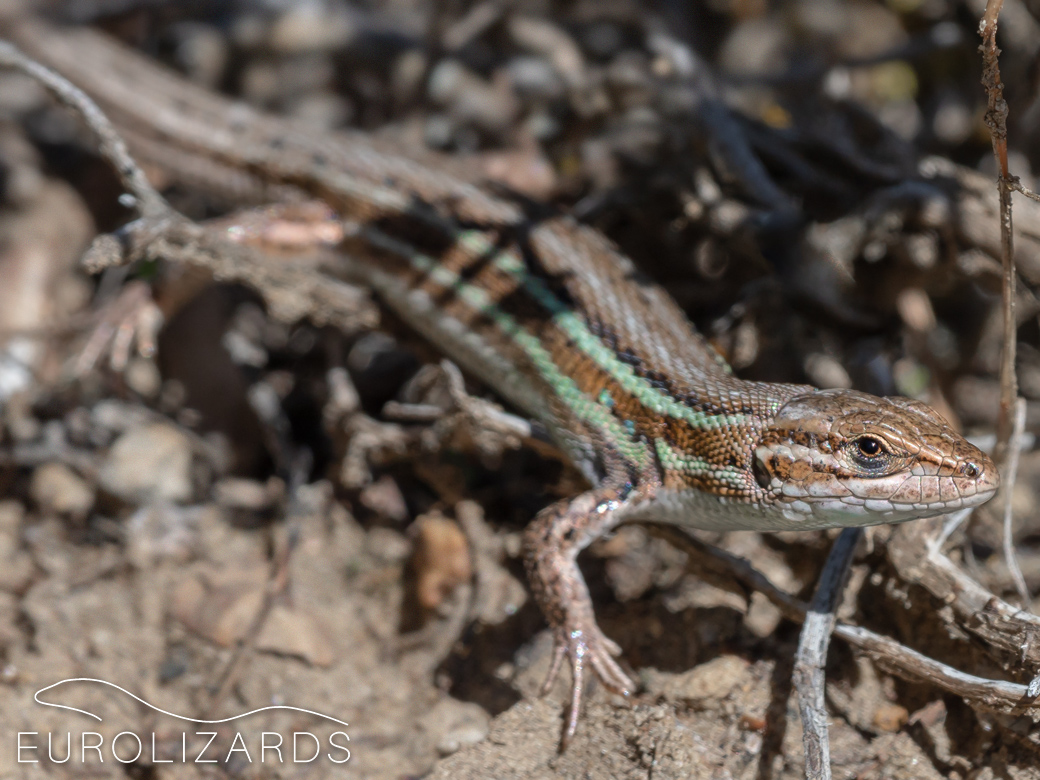 Psammodromus hispanicus