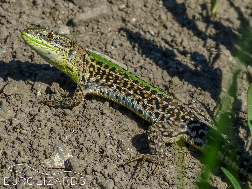 Podarcis tauricus