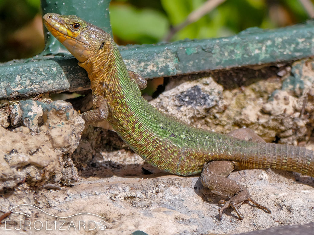 POdarcis filfolensis