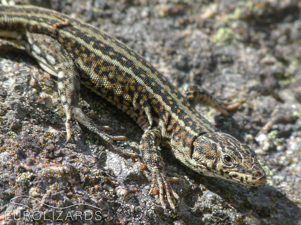 Podarcis guadarramae