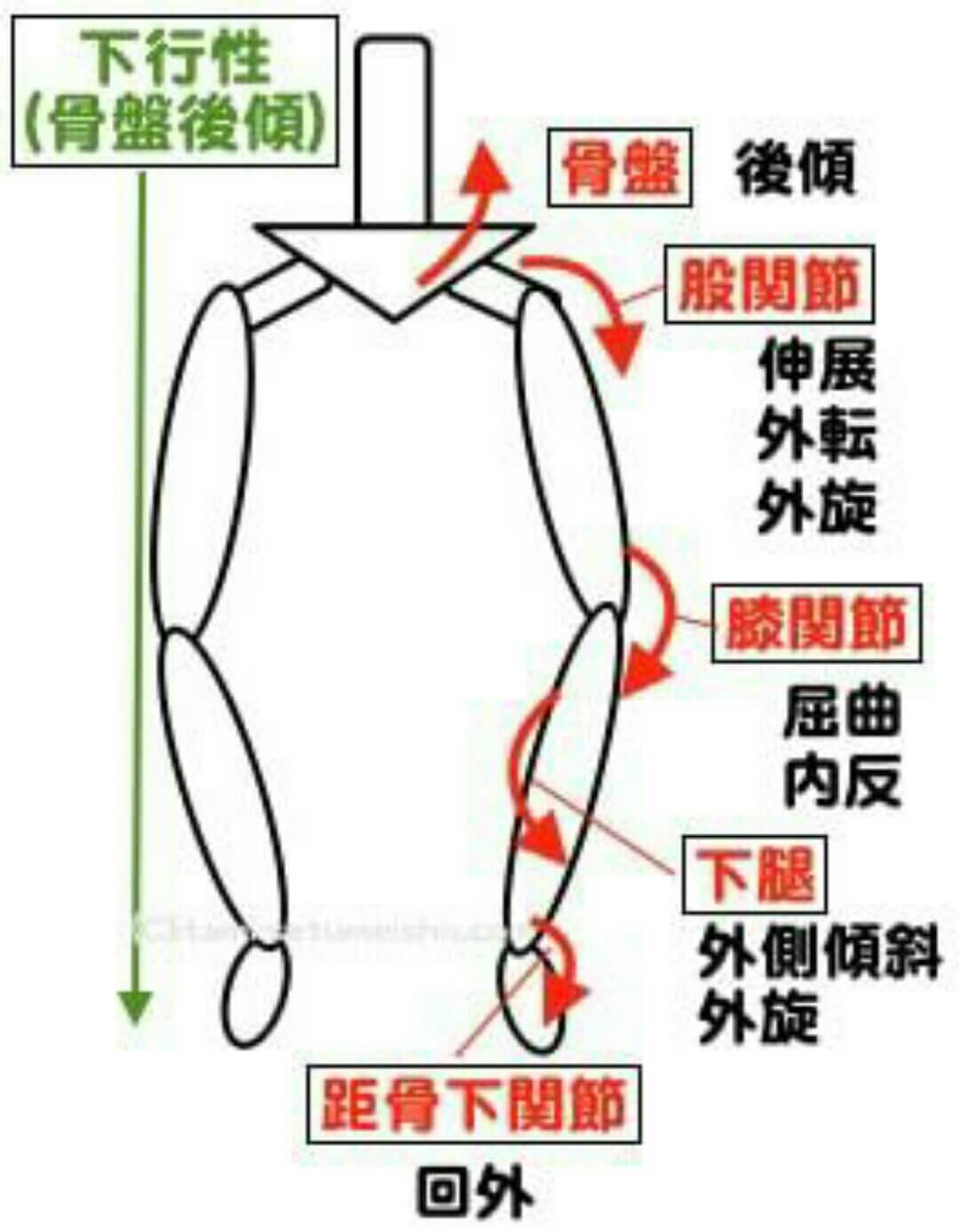 その膝の痛み。股関節が原因かも？
