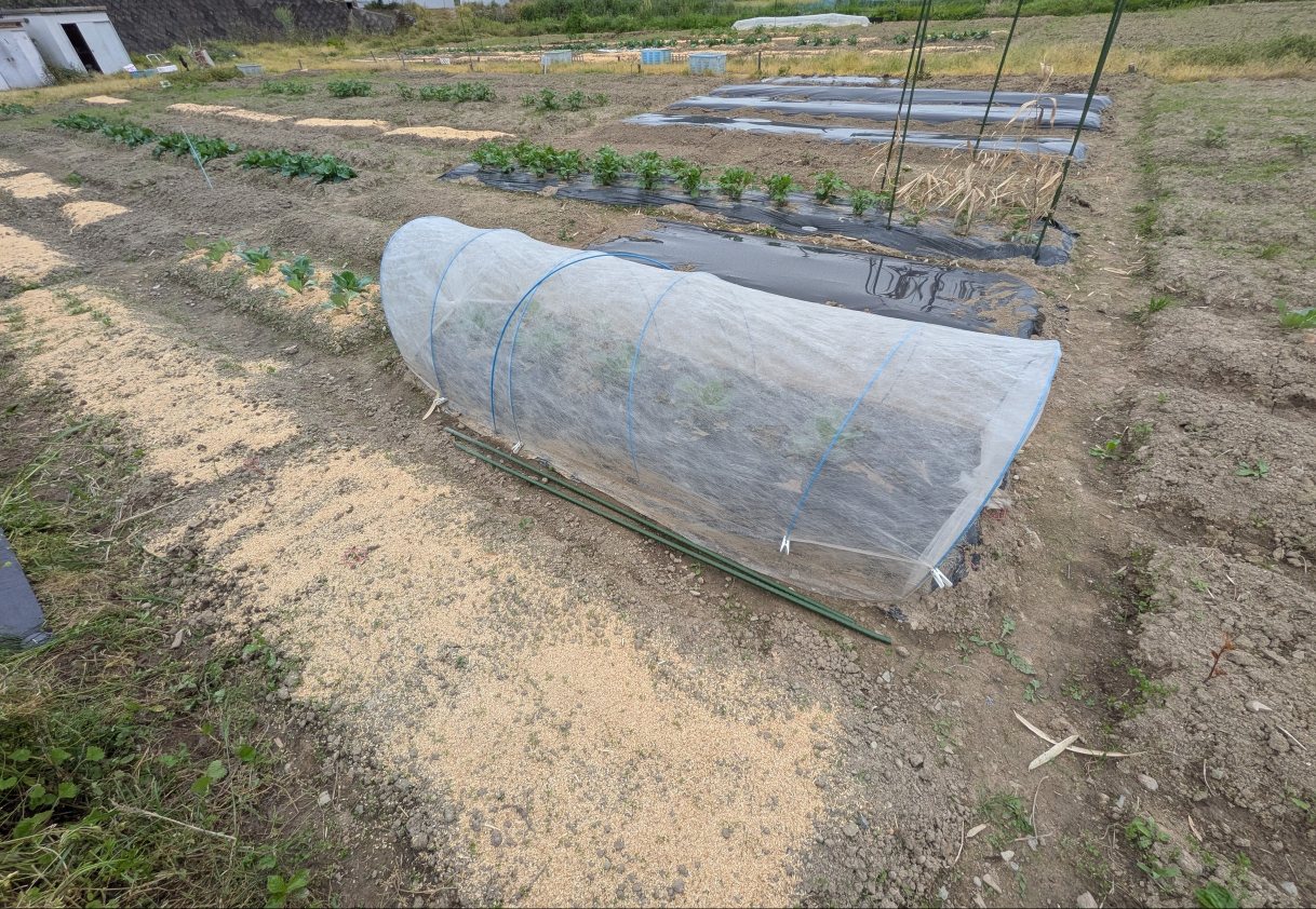不織布のトンネルも設置し、害虫からも守ります