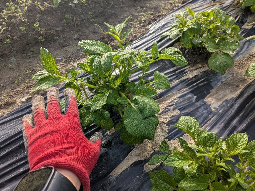 株の芽を2本に揃えて見守ります