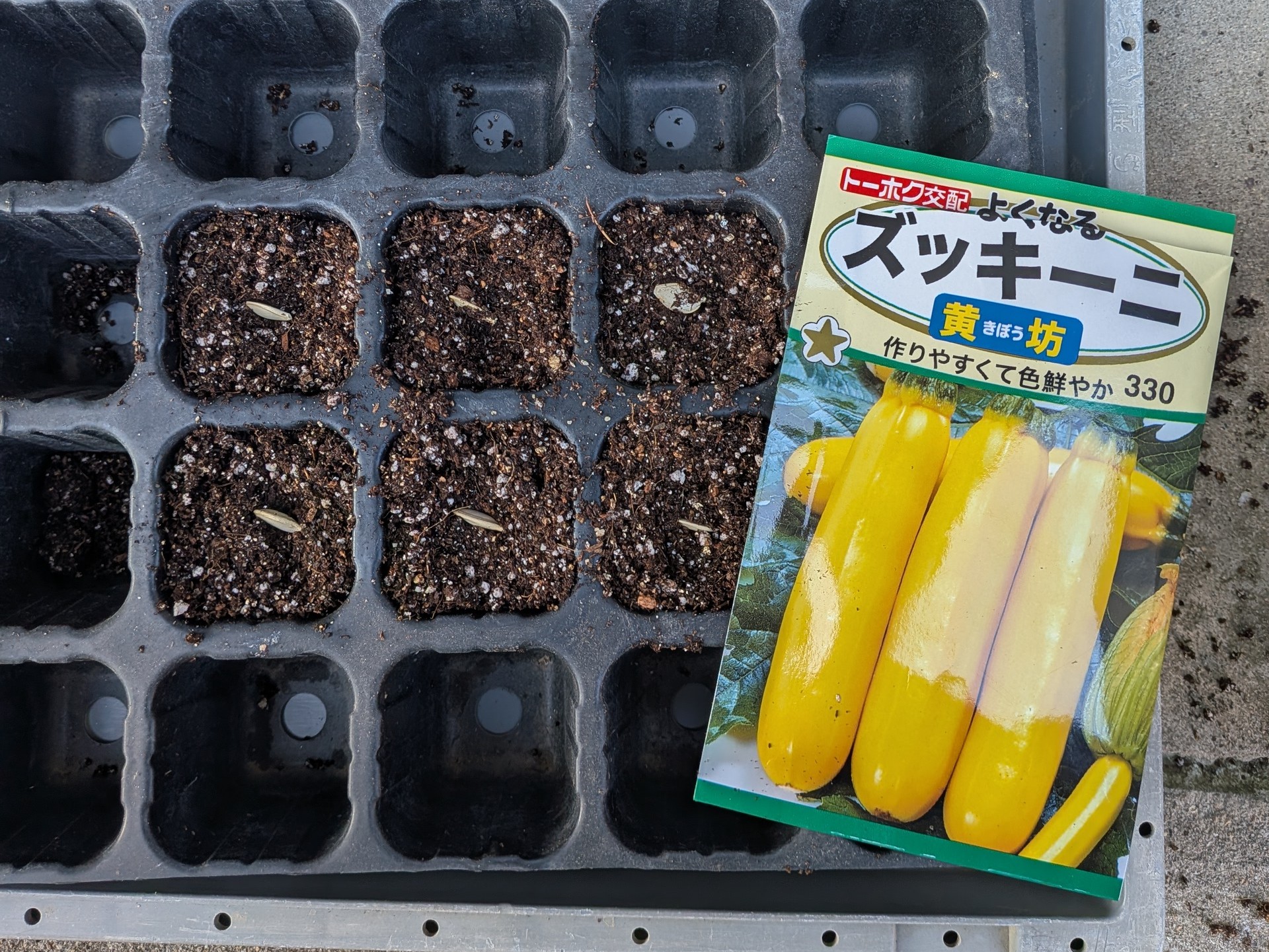 「黄坊」ズッキーニの種をまきます