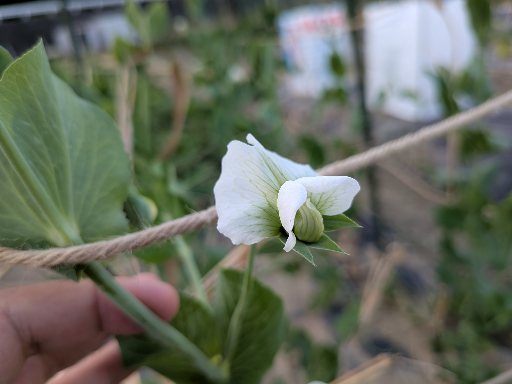 開花、エンドウたくさんできて‼