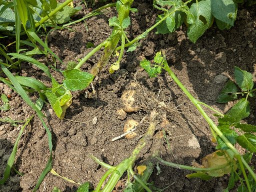 植付け55日のキタアカリじゃがいも試し掘り