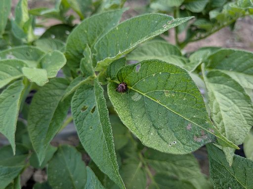 テントウムシダマシという悪名を付けらている虫。葉を食べてしまい、光合成を阻害します