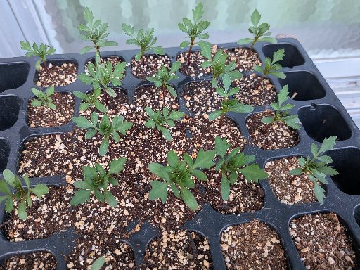 発芽率はかなり良い、このあたりで鉢上げする