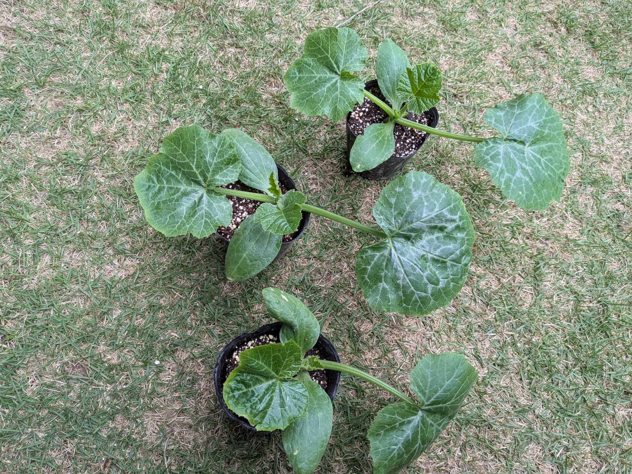 種まきから1か月後、立派な株に生長しました