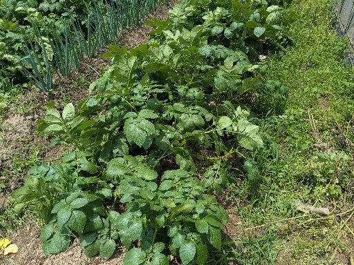 植付け55日のキタアカリじゃがいも試し掘り