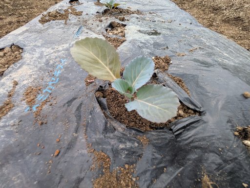 とにかく早く植え付けます