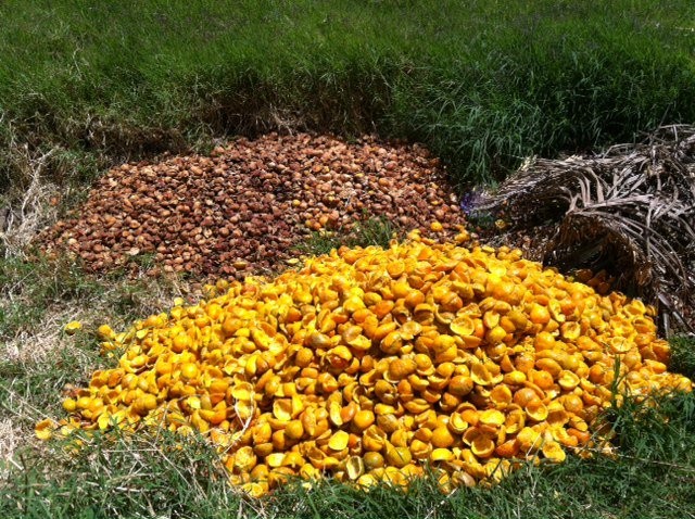 Manejo de residuos orgánicos de agroindustrias, Desamparados (2012)