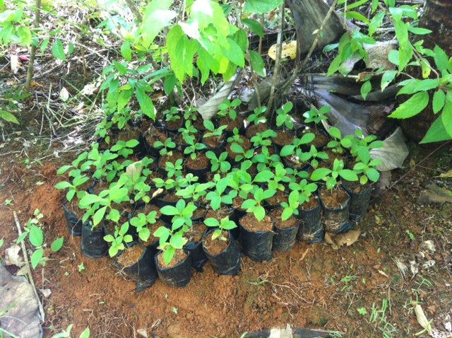 Reforestación de zonas utilizadas para ganadería, Parrita (2012)