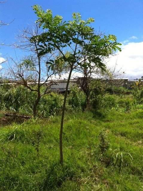 Reforestación del margen oeste del Río Damas, Desamparados (2012)