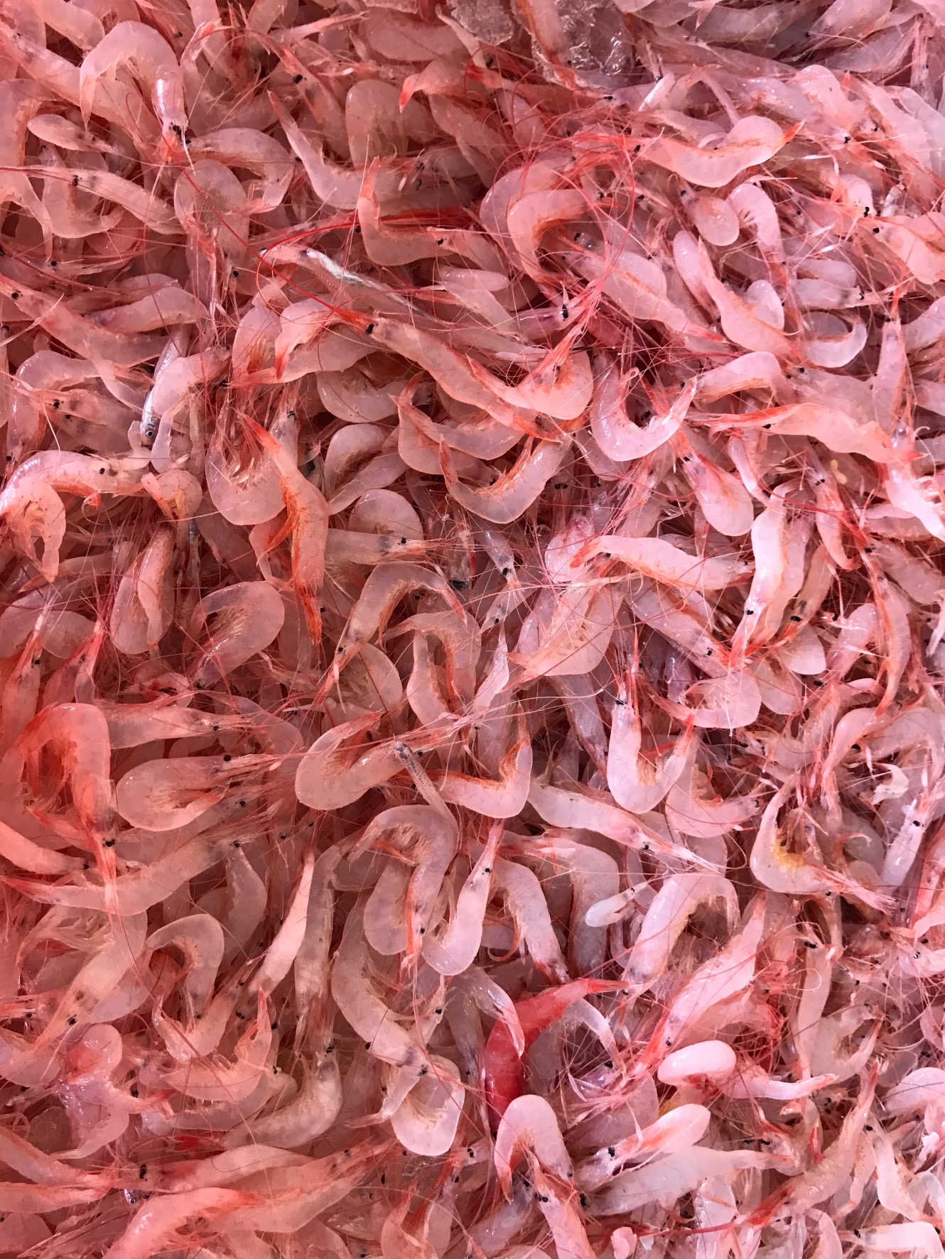 FROZEN SAKURASHRIMP FROM TAIWAN