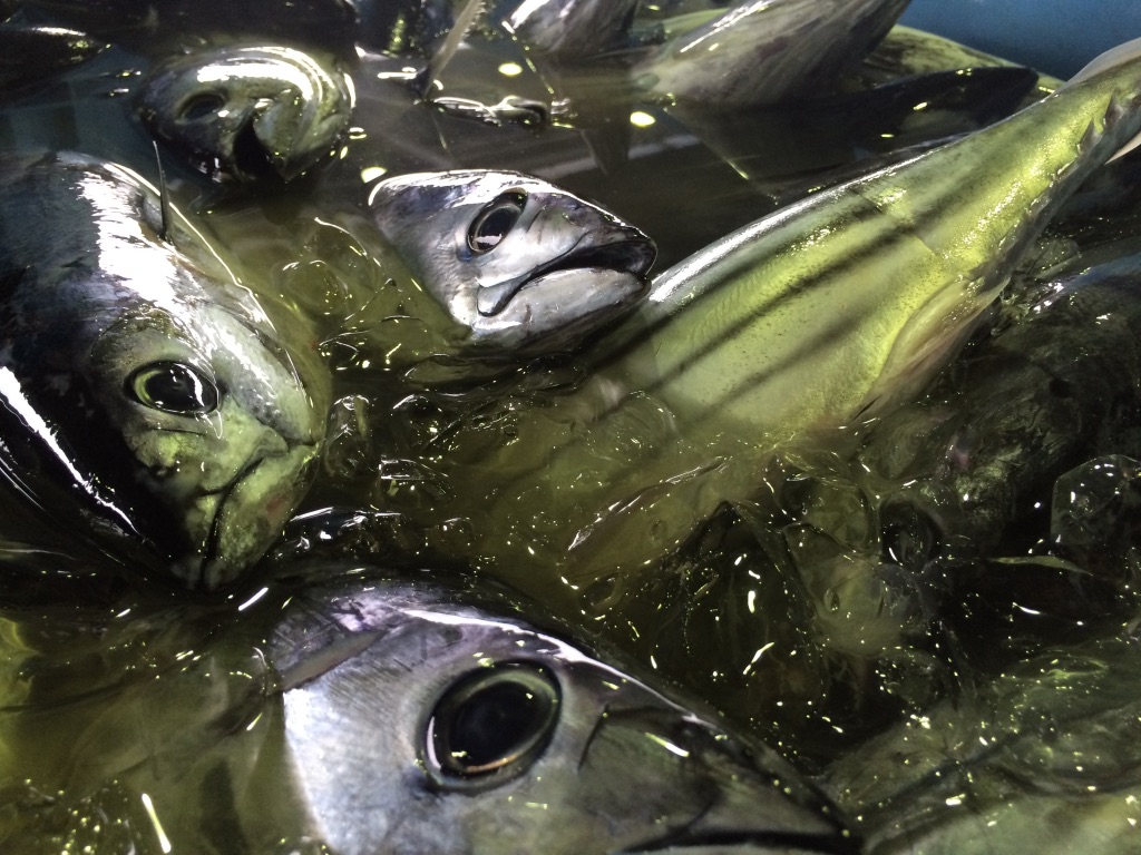 FRESH SKIPJACK LANDED AT KESENNUMA PORT