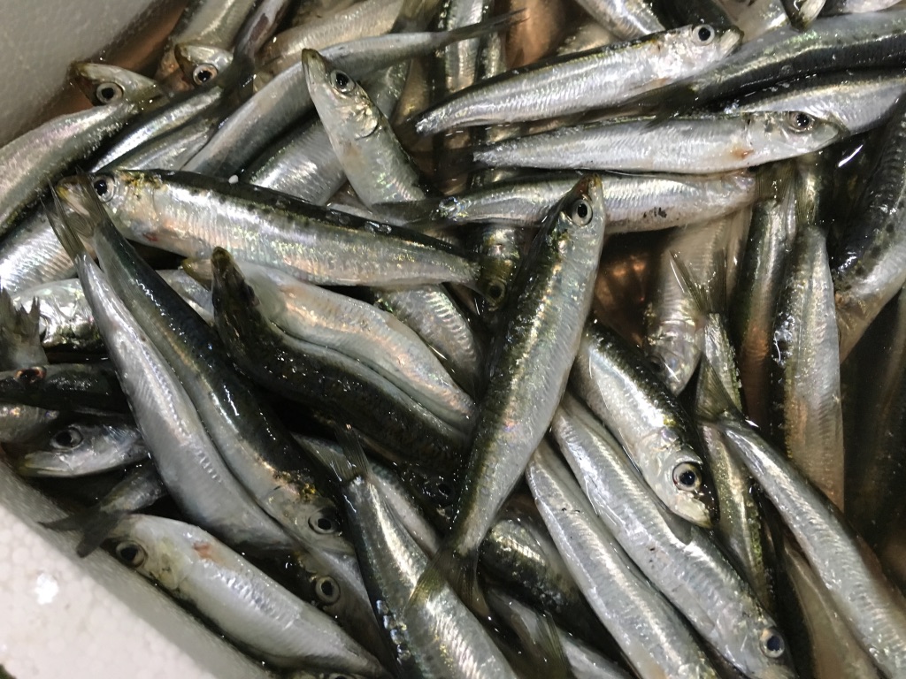 FRESH ATLANTIC SARDINE