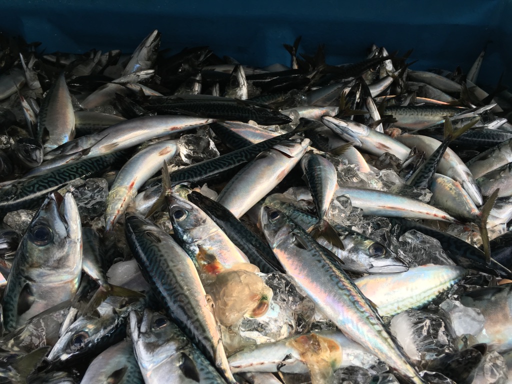 FRESH MACKEREL LANDED AT KESENNUMA PORT