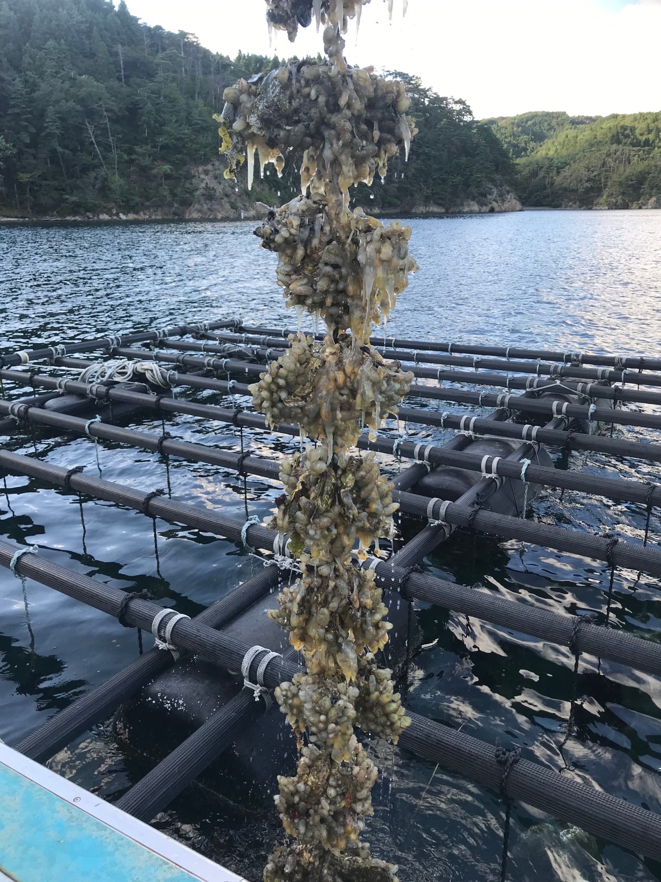 OYSTER HARVESTING AT OCEAN IN KESENNUMA GULF