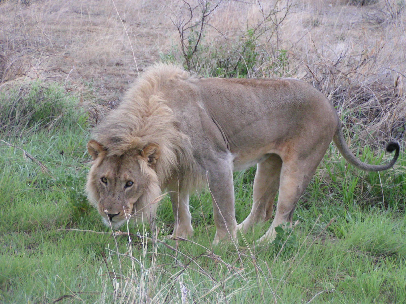 Löwe im Etosha 