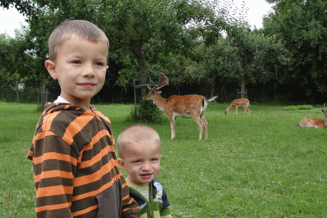 Daniel & David mit Damhirsch (Affenberg)