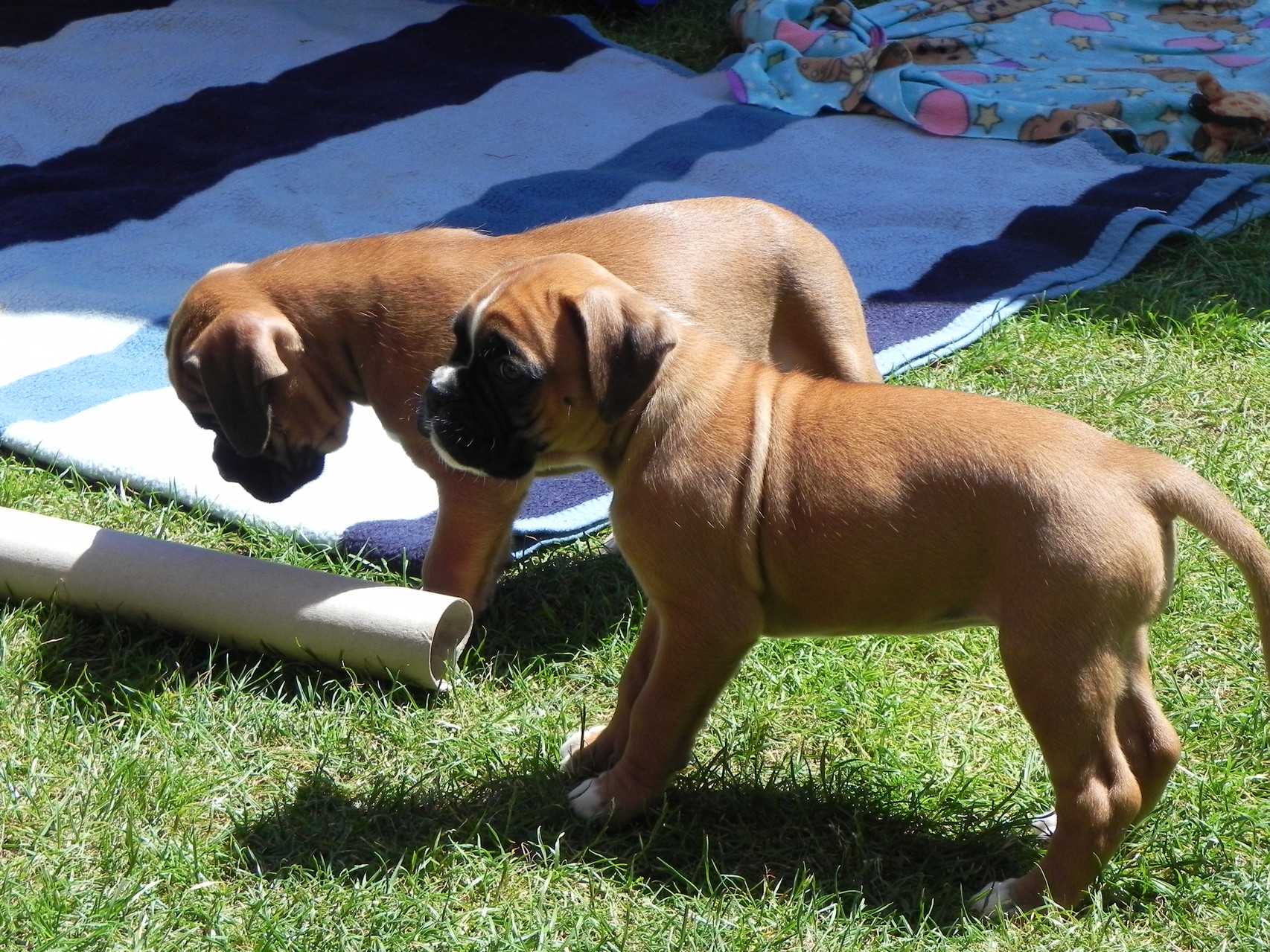 Duke und Dayra und d Kartonröhre.....